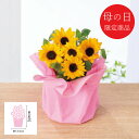 母の日 花 ギフト メーカー直送 送料無料 【母の日専用】 ひまわり鉢植え「サンリッチオレンジ」 代引き後払い不可品 お申込日5/18まで ヒマワリ 向日葵 生...