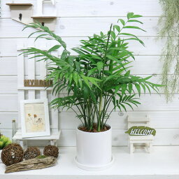 テーブルヤシ 観葉植物 人気のテーブルヤシ ラウンド 陶器鉢 白（チャメドレア・エレガンス）管理説明書 受皿付き 肥料小袋プレゼント 【数量限定販売】【パーラーヤシ エレガンスパーム Chamaedorea elegans 耐寒性 耐陰性 育てやすい 空気清浄 ヤシ 小型 室内】 観葉植物