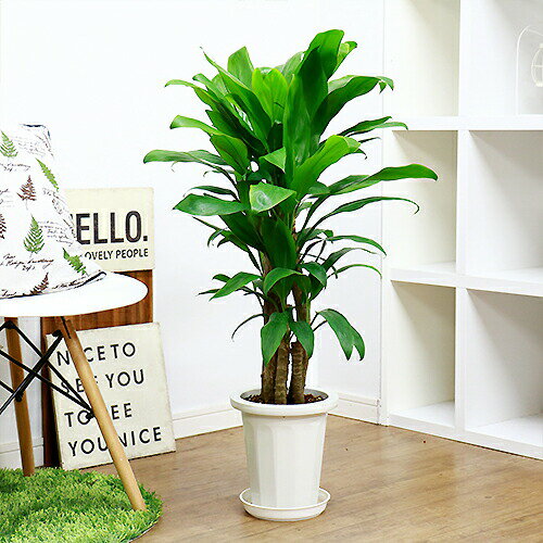 現品お届け観葉植物の取り揃えno 1 観葉植物専門店e Ran 通販 おしゃれなインテリアグリーンならイーラン