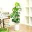 観葉植物 現品 ハスノハギリ/h91cm 7号鉢 レア 蓮葉桐 蓮の葉桐 ハマギリ 浜桐 学名 Hernandiaceae