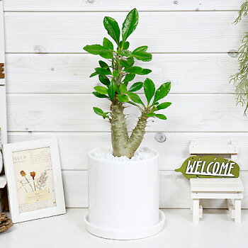 祝い 観葉植物 誕生日 オープン 希少 開運 ナチュラル プレゼント 国内実生花 ガーデン Diy グリーン 人気 学名 ギフト おしゃれ 記念日 記念品 カジュアル 鉢植え 楽天 通販 Sale ポディウム 現品 希少 パキポディウム サンデルシー H46cm 陶器鉢仕立 サウンデルシー 祝い 観葉植物 誕生日 オープン 希少 開運 ナチュラル プレゼント 国内実生花 ガーデン Diy グリーン 人気 学名 ギフト おしゃれ 記念日 記念品 カジュアル 鉢植え 楽天 通販 Sale ポディウム 現品 希少 パキポディウム サンデルシー H46cm 陶器鉢仕立 サウンデルシー