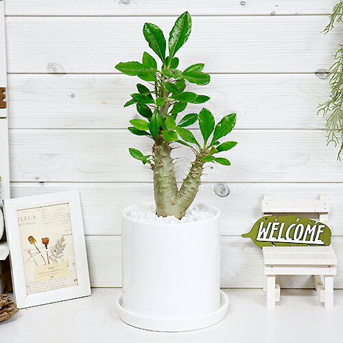 祝い 観葉植物 誕生日 オープン 希少 開運 ナチュラル プレゼント 国内実生花 ガーデン Diy グリーン 人気 学名 ギフト おしゃれ 記念日 記念品 カジュアル 鉢植え 楽天 通販 Sale ポディウム 現品 希少 パキポディウム サンデルシー H46cm 陶器鉢仕立 サウンデルシー