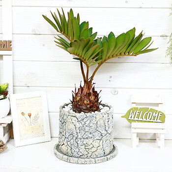 羽状に広がる丸い葉っぱが可愛らく人気の植物で耐寒性もあり0度でも凍らなければ越冬すると言われています 観葉植物 蘇鉄 セメントポット鉢仕立 ザミア フルフラケア そてつ 観葉植物の専門店e Ran 観葉植物 プミラ メキシコ 観葉植物 ヒロハザミア メキシコソテツ 羽状に広がる丸い葉っぱが可愛らく人気の植物で耐寒性もあり0度でも凍らなければ越冬すると言われています 観葉植物 蘇鉄 セメントポット鉢仕立 ザミア フルフラケア そてつ 観葉植物の専門店e Ran 観葉植物 プミラ メキシコ 観葉植物 ヒロハザミア メキシコソテツ