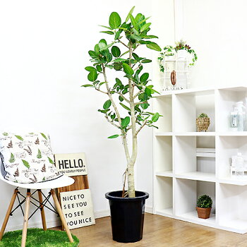 現品 観葉植物 大型 幹の太いフィカス 10号鉢 ベンガレンシス H167cm 菩提樹 観葉植物 インテリア 枝物 ベンガルボダイジュ 人気 シンボルツリー 葉の表面を触るとベルベットの様な肌触りで思わるさわりたくなる葉で癒される美しく育て易い観葉植物です 幹の太いフィカス 現品 観葉植物 大型 幹の太いフィカス 10号鉢 ベンガレンシス H167cm 菩提樹 観葉植物 インテリア 枝物 ベンガルボダイジュ 人気 シンボルツリー 葉の表面を触るとベルベットの様な肌触りで思わるさわりたくなる葉で癒される美しく育て易い観葉植物です 幹の太いフィカス
