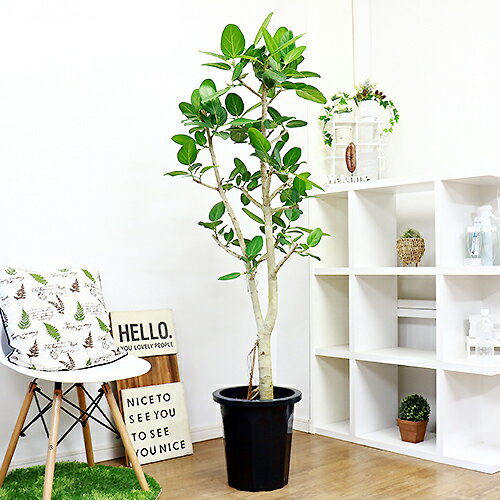 現品 観葉植物 大型 幹の太いフィカス 10号鉢 ベンガレンシス H167cm 菩提樹 観葉植物 インテリア 枝物 ベンガルボダイジュ 人気 シンボルツリー 葉の表面を触るとベルベットの様な肌触りで思わるさわりたくなる葉で癒される美しく育て易い観葉植物です 幹の太いフィカス