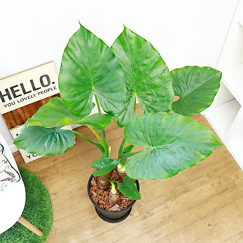 ハート形の葉 トトロの傘 素朴な味わいのある大きな葉 アロカシア オドラ 観葉植物クワズイモ H105cm 芋 人気 現品 出世芋 プレゼント 開運 太い カジュアル オープン ナチュラル グリーン おしゃれ 鉢植え 送料無料 観葉植物クワズイモ H105cm 8号鉢仕立 現品 学名