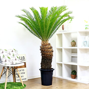 南国ムード ガーデニング ソテツ 蘇鉄 そてつ H152cm 現品 縁起物 根強い人気 植栽できる南国の木 庭木 花 観葉植物 アップ 記念樹 祝い プレゼント リゾート 風水 金運 オープン 開運 ナチュラル グリーン おしゃれ カジュアル 鉢植え 現品 ソテツ 蘇鉄 そてつ H152cm 南国ムード ガーデニング ソテツ 蘇鉄 そてつ H152cm 現品 縁起物 根強い人気 植栽できる南国の木 庭木 花 観葉植物 アップ 記念樹 祝い プレゼント リゾート 風水 金運 オープン 開運 ナチュラル グリーン おしゃれ カジュアル 鉢植え 現品 ソテツ 蘇鉄 そてつ H152cm
