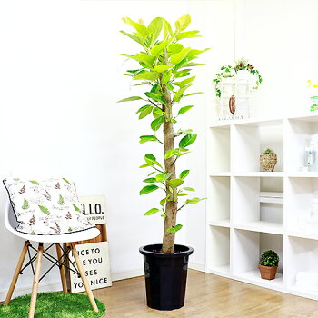 フィカス 観葉植物 フィカス 10号鉢 10号鉢 アルテシーマの花言葉は 永遠の幸福 美しい明るい印象の黄色の斑が入った葉が特徴で人気の観葉植物です 花 観葉植物 ギフトにもおすすめ 観葉植物の専門店e Ran ゴムの木 アルテシーマ H171cm ビッグサイズ ゴムの木 大型 フィカス 観葉植物 フィカス 10号鉢 10号鉢 アルテシーマの花言葉は 永遠の幸福 美しい明るい印象の黄色の斑が入った葉が特徴で人気の観葉植物です 花 観葉植物 ギフトにもおすすめ 観葉植物の専門店e Ran ゴムの木 アルテシーマ H171cm ビッグサイズ ゴムの木 大型