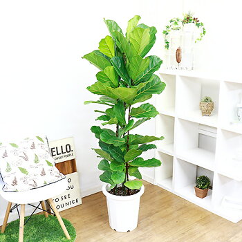 尺 10号鉢仕立 現品 観葉植物 丸い濃い緑色の葉と茶色の幹が雰囲気が落ち着いた印象のゴムの木 柏葉ゴムノキ 観葉植物の専門店e Ran 大型 観葉植物 カシワバゴムノキ フィカス リラータ カシワバゴムノキ フィカス リラータ 案外と寒さ 日陰にも強く育て易い観葉植物 尺 10号鉢仕立 現品 観葉植物 丸い濃い緑色の葉と茶色の幹が雰囲気が落ち着いた印象のゴムの木 柏葉ゴムノキ 観葉植物の専門店e Ran 大型 観葉植物 カシワバゴムノキ フィカス リラータ カシワバゴムノキ フィカス リラータ 案外と寒さ 日陰にも強く育て易い観葉植物