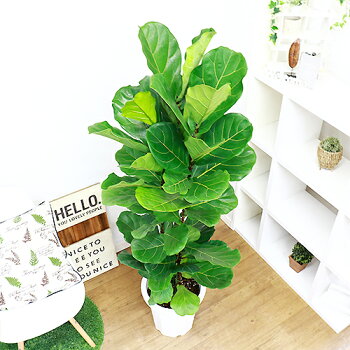 尺 10号鉢仕立 現品 観葉植物 丸い濃い緑色の葉と茶色の幹が雰囲気が落ち着いた印象のゴムの木 柏葉ゴムノキ 観葉植物の専門店e Ran 大型 観葉植物 カシワバゴムノキ フィカス リラータ カシワバゴムノキ フィカス リラータ 案外と寒さ 日陰にも強く育て易い観葉植物 尺 10号鉢仕立 現品 観葉植物 丸い濃い緑色の葉と茶色の幹が雰囲気が落ち着いた印象のゴムの木 柏葉ゴムノキ 観葉植物の専門店e Ran 大型 観葉植物 カシワバゴムノキ フィカス リラータ カシワバゴムノキ フィカス リラータ 案外と寒さ 日陰にも強く育て易い観葉植物