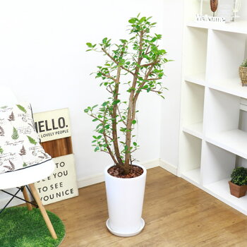 ガジュマル H123cm 現品 パンダ 観葉植物 贈り物におすすめ パンダ 観葉植物 観葉植物 陶器鉢仕立 希少レア 観葉植物の専門店e Ran 一般的なガジュマルとは違い丸くて可愛らしく肉厚で光沢のある葉はキレイな濃い緑色をしています 丸い葉は風水にもよく新居に迎えて運気 ガジュマル H123cm 現品 パンダ 観葉植物 贈り物におすすめ パンダ 観葉植物 観葉植物 陶器鉢仕立 希少レア 観葉植物の専門店e Ran 一般的なガジュマルとは違い丸くて可愛らしく肉厚で光沢のある葉はキレイな濃い緑色をしています 丸い葉は風水にもよく新居に迎えて運気