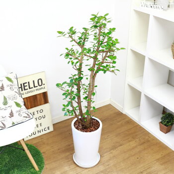 ガジュマル H123cm 現品 パンダ 観葉植物 贈り物におすすめ パンダ 観葉植物 観葉植物 陶器鉢仕立 希少レア 観葉植物の専門店e Ran 一般的なガジュマルとは違い丸くて可愛らしく肉厚で光沢のある葉はキレイな濃い緑色をしています 丸い葉は風水にもよく新居に迎えて運気 ガジュマル H123cm 現品 パンダ 観葉植物 贈り物におすすめ パンダ 観葉植物 観葉植物 陶器鉢仕立 希少レア 観葉植物の専門店e Ran 一般的なガジュマルとは違い丸くて可愛らしく肉厚で光沢のある葉はキレイな濃い緑色をしています 丸い葉は風水にもよく新居に迎えて運気