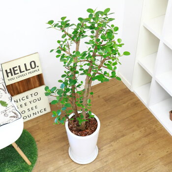ガジュマル H123cm 現品 パンダ 観葉植物 贈り物におすすめ パンダ 観葉植物 観葉植物 陶器鉢仕立 希少レア 観葉植物の専門店e Ran 一般的なガジュマルとは違い丸くて可愛らしく肉厚で光沢のある葉はキレイな濃い緑色をしています 丸い葉は風水にもよく新居に迎えて運気 ガジュマル H123cm 現品 パンダ 観葉植物 贈り物におすすめ パンダ 観葉植物 観葉植物 陶器鉢仕立 希少レア 観葉植物の専門店e Ran 一般的なガジュマルとは違い丸くて可愛らしく肉厚で光沢のある葉はキレイな濃い緑色をしています 丸い葉は風水にもよく新居に迎えて運気