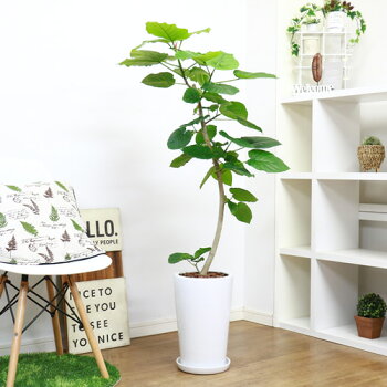 おすすめ 白い幹に癒される緑のかわいいハート型の葉が魅力で観葉植物定番人気のウンベラータです 大型 花 観葉植物 ゴムの木 フィカス 大型 大型 ゴムの木 陶器鉢仕立 風水 観葉植物 Diy ハート形の葉 樹形 曲がり ガーデン ウンベラータ H133cm 永久の幸せ インテリア おすすめ 白い幹に癒される緑のかわいいハート型の葉が魅力で観葉植物定番人気のウンベラータです 大型 花 観葉植物 ゴムの木 フィカス 大型 大型 ゴムの木 陶器鉢仕立 風水 観葉植物 Diy ハート形の葉 樹形 曲がり ガーデン ウンベラータ H133cm 永久の幸せ インテリア