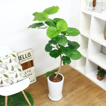 おすすめ 白い幹に癒される緑のかわいいハート型の葉が魅力で観葉植物定番人気のウンベラータです 大型 花 観葉植物 ゴムの木 フィカス 大型 大型 ゴムの木 陶器鉢仕立 風水 観葉植物 Diy ハート形の葉 樹形 曲がり ガーデン ウンベラータ H133cm 永久の幸せ インテリア おすすめ 白い幹に癒される緑のかわいいハート型の葉が魅力で観葉植物定番人気のウンベラータです 大型 花 観葉植物 ゴムの木 フィカス 大型 大型 ゴムの木 陶器鉢仕立 風水 観葉植物 Diy ハート形の葉 樹形 曲がり ガーデン ウンベラータ H133cm 永久の幸せ インテリア