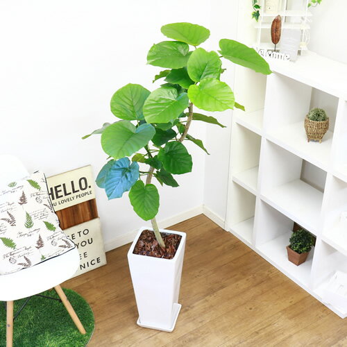陶器鉢仕立 現在実が観葉植物 大型 現在実が観葉植物 観葉植物 白い幹に癒される緑のかわいいハート型の葉が魅力で観葉植物定番人気のウンベラータです 樹形 ウンベラータ H143cm インテリアグリーン 曲がり フィカス おすすめ 現品 花 ガーデン Diy ハート形の葉