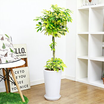 非常に強健でホンコンカポックの黄斑入りの園芸品種です 観葉植物 シェフレラ 容姿共に素敵な観葉植物 生産量は少なく珍しい仕立です お祝いギフトにおすすめ商品です シェフレラ 現品 ハッピーイエロー お洒落な3本編み H103cm 陶器鉢仕立 現品 ホンコンカポック 非常に強健でホンコンカポックの黄斑入りの園芸品種です 観葉植物 シェフレラ 容姿共に素敵な観葉植物 生産量は少なく珍しい仕立です お祝いギフトにおすすめ商品です シェフレラ 現品 ハッピーイエロー お洒落な3本編み H103cm 陶器鉢仕立 現品 ホンコンカポック