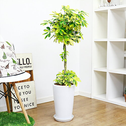 非常に強健でホンコンカポックの黄斑入りの園芸品種です 観葉植物 シェフレラ 容姿共に素敵な観葉植物 生産量は少なく珍しい仕立です お祝いギフトにおすすめ商品です シェフレラ 現品 ハッピーイエロー お洒落な3本編み H103cm 陶器鉢仕立 現品 ホンコンカポック