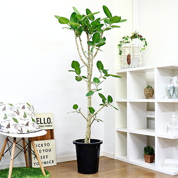 幹の太いフィカス 現品 シンボルツリー 幹の太いフィカス ベンガレンシス H170cm 観葉植物 大型 枝物 原木仕立 葉の表面を触るとベルベットの様な肌触りで思わるさわりたくなる葉で癒される美しく育て易い観葉植物です 人気 原木仕立 10号鉢 ゴムノキ バニヤンツリー 幹の太いフィカス 現品 シンボルツリー 幹の太いフィカス ベンガレンシス H170cm 観葉植物 大型 枝物 原木仕立 葉の表面を触るとベルベットの様な肌触りで思わるさわりたくなる葉で癒される美しく育て易い観葉植物です 人気 原木仕立 10号鉢 ゴムノキ バニヤンツリー