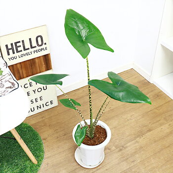 矢じりのような形の葉で アロカシア ゼブラ模様が入ったスラッと伸びた茎がとても印象的な観葉植物 現品 アロカシア ゼブリナ H85cm 7号鉢 7号鉢 観葉植物 観葉植物 ティグリナ ゼブラ 学名alocasia Zebrina 観葉植物の専門店e Ran 矢じりのような形の葉で アロカシア ゼブラ模様が入ったスラッと伸びた茎がとても印象的な観葉植物 現品 アロカシア ゼブリナ H85cm 7号鉢 7号鉢 観葉植物 観葉植物 ティグリナ ゼブラ 学名alocasia Zebrina 観葉植物の専門店e Ran