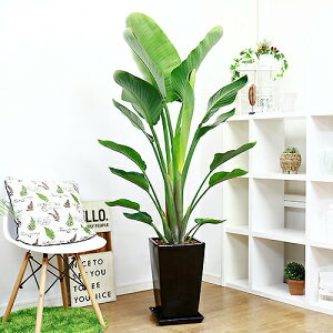 ڿ̸ۥȥ  10極 150cm ٤ƫȭ    դ ޥץ쥼ȡڱﵯʪ Źˤ Х祦 ȥ° Strelitzia nicolai ˥饤 ŷĻ ˳Ļ Źˤ ˤ տʪ