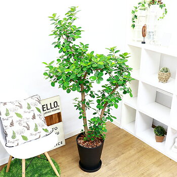 パンダ 花 観葉植物 大型 観葉植物 がじゅまる 10号鉢 精霊 観葉植物 ガジュマル H155cm 現品 パンダ 一般的なガジュマルとは違い丸くて可愛らしく肉厚で光沢のある葉はキレイな濃い緑色をしています 丸い葉は風水にもよく新居に迎えて運気アップを期待できます ぱんだ パンダ 花 観葉植物 大型 観葉植物 がじゅまる 10号鉢 精霊 観葉植物 ガジュマル H155cm 現品 パンダ 一般的なガジュマルとは違い丸くて可愛らしく肉厚で光沢のある葉はキレイな濃い緑色をしています 丸い葉は風水にもよく新居に迎えて運気アップを期待できます ぱんだ