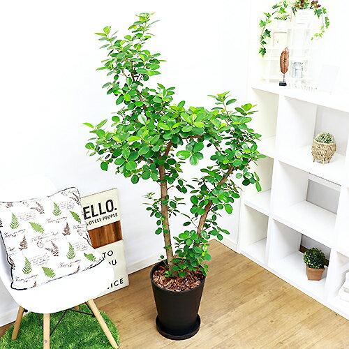 パンダ 花 観葉植物 大型 観葉植物 がじゅまる 10号鉢 精霊 観葉植物 ガジュマル H155cm 現品 パンダ 一般的なガジュマルとは違い丸くて可愛らしく肉厚で光沢のある葉はキレイな濃い緑色をしています 丸い葉は風水にもよく新居に迎えて運気アップを期待できます ぱんだ