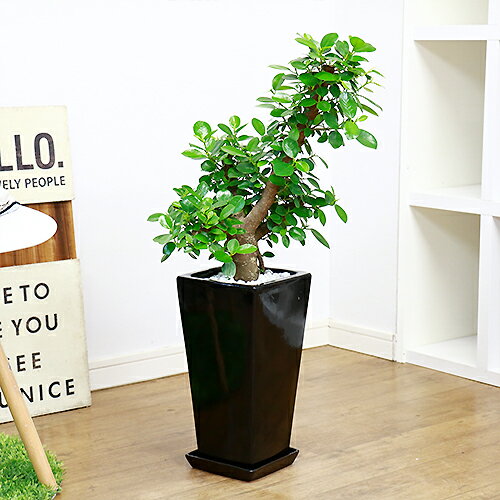 写真の商品お届け 花 観葉植物 フィカス 観葉植物 人気 原木仕立 フィカス インテリアグリーン ギフト プレゼント 祝い 送料無料 ギフト 精霊 開運 おしゃれ 鉢植え 風水 キムジナー 現品 極太パンダ ガジュマル H75cm 陶器鉢仕 観葉植物 フィカス がじゅまる 多幸の木