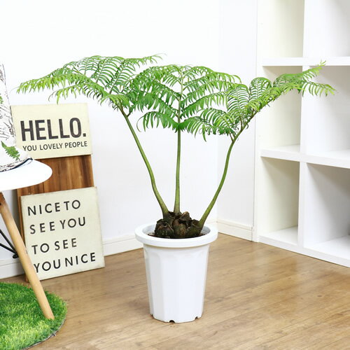 8号鉢 竜鬢苔 癒し系 観葉植物 シダ植物 別名 H77cm リュウビンタイ 竜鱗 H77cm 現品 塊根植物 龍鱗 ゴツゴツした根茎と 熱帯植物 のような葉 ゼンマイのように渦状に伸びる新芽が魅力のシダ植物 竜鬢苔 塊根植物 学名 Angiopteris Lygodiifolia E Ran 観葉植物の専門店