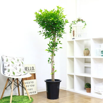 希少な自然樹形ガジュマルの木 H166cm ガーデン 花 観葉植物 Diy 爽やかなグリーンと幹も太く幹から延びる枝も存在感が有り 場所を取らず素敵なシンボルツリーや空間演出ができます がじゅまる 観葉植物 耐寒性 法人 個人事業主専用商品 多幸の木 かわいい Diy 10号鉢 希少な自然樹形ガジュマルの木 H166cm ガーデン 花 観葉植物 Diy 爽やかなグリーンと幹も太く幹から延びる枝も存在感が有り 場所を取らず素敵なシンボルツリーや空間演出ができます がじゅまる 観葉植物 耐寒性 法人 個人事業主専用商品 多幸の木 かわいい Diy 10号鉢