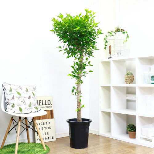 希少な自然樹形ガジュマルの木 H166cm ガーデン 花 観葉植物 Diy 爽やかなグリーンと幹も太く幹から延びる枝も存在感が有り 場所を取らず素敵なシンボルツリーや空間演出ができます がじゅまる 観葉植物 耐寒性 法人 個人事業主専用商品 多幸の木 かわいい Diy 10号鉢