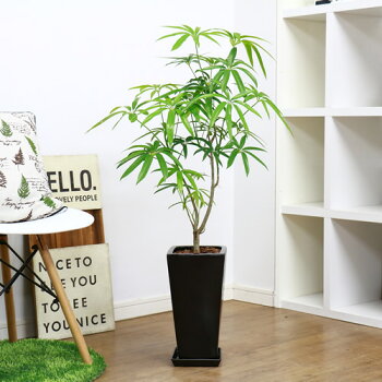 激安商品最低価格の観葉植物 H100cm 自然樹形 H100cm シェフレラ ホンコンカポック 現品 アルボリコラ シェフレラ アンガスティフォリア陶器鉢仕立 観葉植物 初心者 耐寒性園芸品種 観葉植物の専門店e Ran 細葉 涼しげな雰囲気がとてもおしゃれで性質は強健で非常に育て 激安商品最低価格の観葉植物 H100cm 自然樹形 H100cm シェフレラ ホンコンカポック 現品 アルボリコラ シェフレラ アンガスティフォリア陶器鉢仕立 観葉植物 初心者 耐寒性園芸品種 観葉植物の専門店e Ran 細葉 涼しげな雰囲気がとてもおしゃれで性質は強健で非常に育て