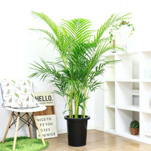 ڿ̸ۿ͵δտʪ 緿 10ȭ 쥫䥷  դ  ץ쥼ȡڥޥɥ䥷 ͥ䥷 ܿ Хե饤ѡ ӥå Dypsis lutescens  տʪ  в񤤱  ȥԥ