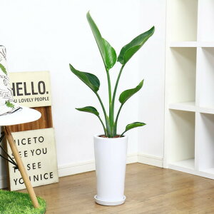 ͵ ȥ  80cm 饦ƫȭ    ޥץ쥼ȡڿ̸ۡڥХ祦 ȥ° Strelitzia nicolai ˥饤 ŷĻ ѥ ˳Ļ ӥ ʪ տʪ