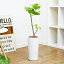 現品 斑入り ハスノハギリ ラブリーハート/h78cm 陶器鉢仕立 花 ガーデン DIY 観葉植物 希少種 レア 新品種 部屋 おしゃれ 流通の少ない 蓮葉桐 ハート型 耐寒性 耐寒性 ハマギリ 通販 送料無料