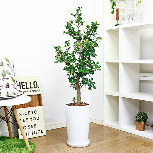 一般的なガジュマルとは違い丸くて可愛らしく肉厚で光沢のある葉はキレイな濃い緑色をしています 丸い葉は風水にもよく新居に迎えて運気アップを期待できます 現品 パンダ ガジュマル 部屋 H124cm 陶器鉢仕立 観葉植物 観葉植物 花 陶器鉢仕立 ガーデン Diy 風水 通販