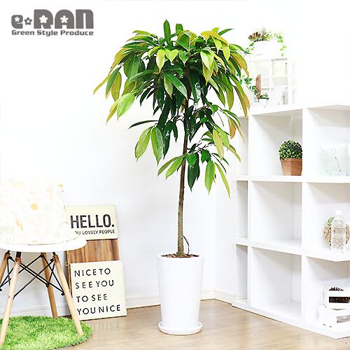 観葉植物の専門店e Ran