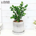 人気のベンジャミン バロック セメントポット 受皿付【数量限定販売】フィカス 観葉植物 小さい 管理説明書 肥料小袋プレゼント【ギフト お祝い 室内 ベンジャミ...