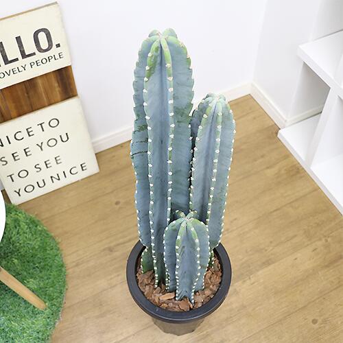 パソコンや 多肉植物 8号鉢 管理説明書 受皿付き 肥料小袋プレゼント 観葉