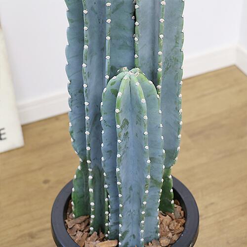 オガサワラ 多肉植物 8号鉢 管理説明書 受皿付き 肥料小袋プレゼント 観葉植物