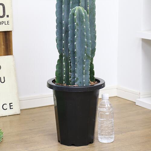 パソコンや 多肉植物 8号鉢 管理説明書 受皿付き 肥料小袋プレゼント 観葉