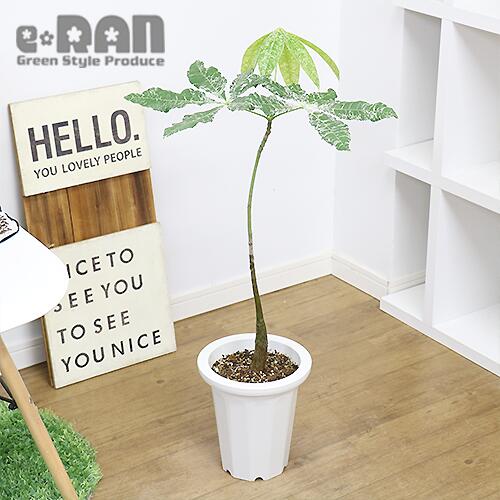 観葉植物の専門店e-RAN