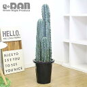 多肉植物 鬼面角トゲ無し 柱サボテン 3本立 8号鉢 H120cm【限定数販売品】管理説明書 受皿付き 肥料小袋プレゼント【観葉植物 電磁波吸収 棘無し トゲナシ サボテン キメンカク Cereus hildmannianus ケレウス ヒルメニアナス ドライ ロック 】