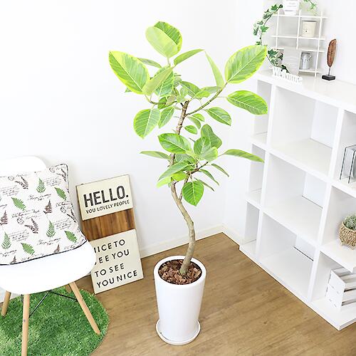 アデニウム H143cm 観葉植物 大型 管理説明書 受皿付 肥料小袋プレゼント 観葉植物の