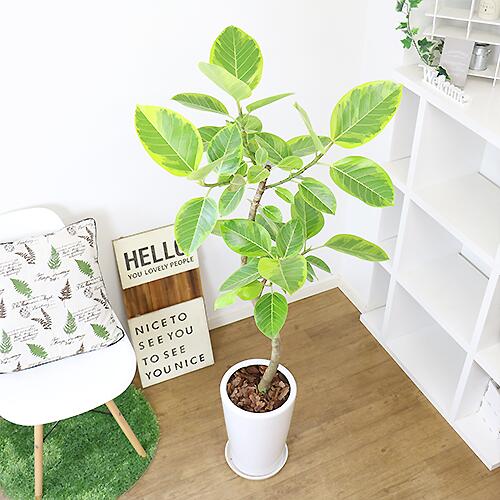 アデニウム H143cm 観葉植物 大型 管理説明書 受皿付 肥料小袋プレゼント 観葉植物の