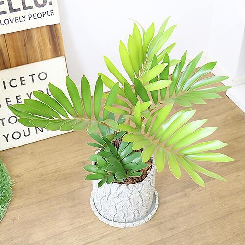 キーワード 観葉植物 セメントポット鉢 管理説明書 受皿付き 肥料小袋プレゼント 観葉植物の専門店e Ran 子株付き ヒロハザミア メキシコソテツ H58cm キッチン Www Teledakar Net キーワード 観葉植物 セメントポット鉢 管理説明書 受皿付き 肥料小袋プレゼント 観葉植物の専門店e Ran 子株付き ヒロハザミア メキシコソテツ H58cm キッチン Www Teledakar Net