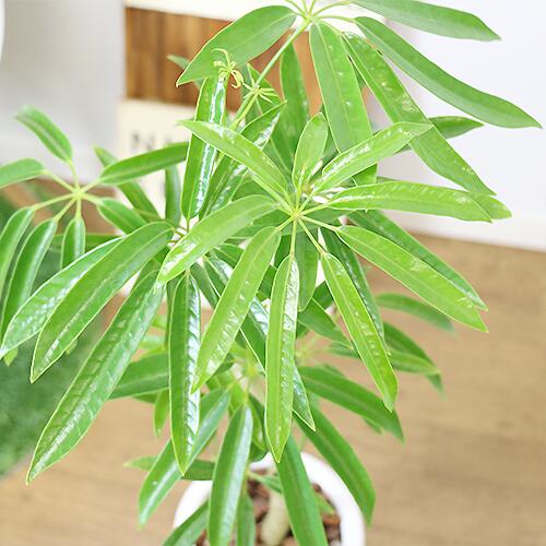 はスタイリ 観葉植物 白 管理説明書 受皿付き 肥料小袋 プレゼント 観葉植物の