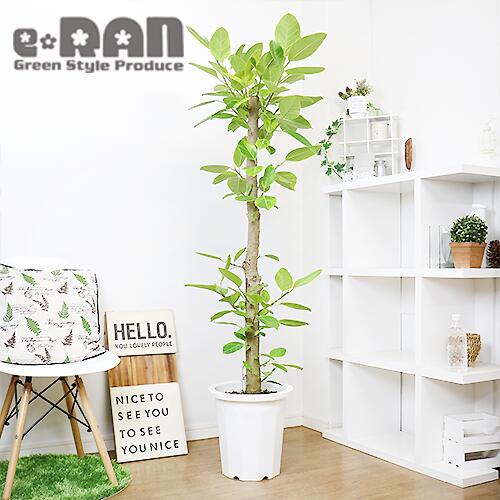 受注生産品 フィカス アルテシーマの花言葉は 永遠の幸福 観葉植物 大型 アルテシマ アルテシーマ H166cm 10号鉢 幹太 スタンダード樹形 管理説明書 受皿付 肥料小袋プレゼント Summitinternationalschool Com 受注生産品 フィカス アルテシーマの花言葉は 永遠の幸福 観葉植物 大型 アルテシマ アルテシーマ H166cm 10号鉢 幹太 スタンダード樹形 管理説明書 受皿付 肥料小袋プレゼント Summitinternationalschool Com