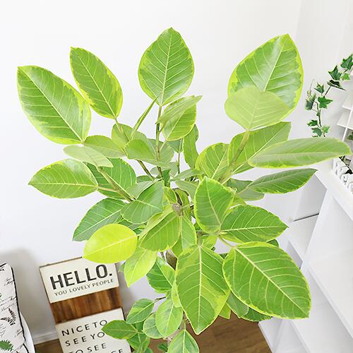 受注生産品 フィカス アルテシーマの花言葉は 永遠の幸福 観葉植物 大型 アルテシマ アルテシーマ H166cm 10号鉢 幹太 スタンダード樹形 管理説明書 受皿付 肥料小袋プレゼント Summitinternationalschool Com