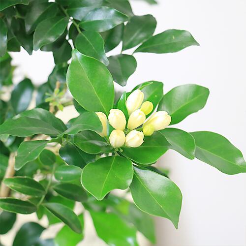 ナンヨウス 入手困難 陶器鉢 観葉植物 管理説明書 受皿付き 肥料小袋プレゼント 観葉